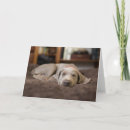 Suche nach weimaraner karten Haustiere