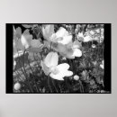 Suche nach anemonen poster Blume
