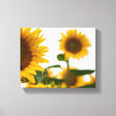 Suche nach sonnenblume leinwandbilder Für alle