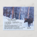 Suche nach elch foto postkarten Tiere