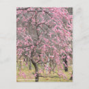 Suche nach apricot postkarten Für alle