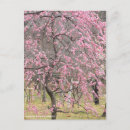 Suche nach apricot postkarten Blume