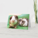 Suche nach cavy karten Schwein