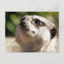 Suche nach meerkats postkarten Tierwelt