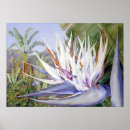 Suche nach strelitzia poster Tropisch