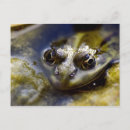 Suche nach frosch foto postkarten Tier