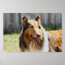 Suche nach rough collie poster Haustier