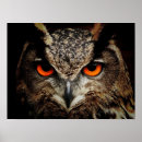 Suche nach owl poster Vögel