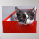 Suche nach pelze poster Kätzchen