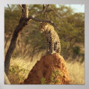 Suche nach namibia poster Afrika
