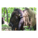 Suche nach bison foto poster Büffel