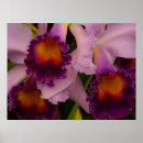 Suche nach cattleya poster Orchidee
