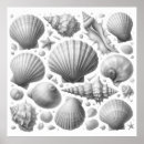 Suche nach weiße muscheln poster Ozean