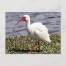 Suche nach ibises postkarten Wild