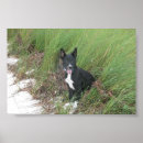 Suche nach yoda Hund