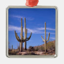 Suche nach kakteen ornamente Arizona