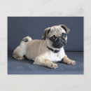 Suche nach couch postkarten Hund