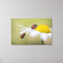 Suche nach marienkäfer kunst Natur