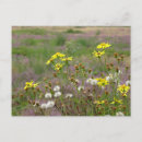 Suche nach der heide postkarten Blume