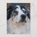Suche nach australian shepherd postkarten Haustier