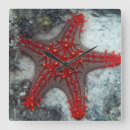 Suche nach korallenriff wanduhren Strand