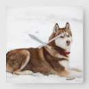 Suche nach husky wanduhren Schnee