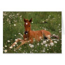 Suche nach arabisches pferd postkarten Janis miglavs