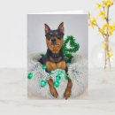 Suche nach zwergpinscher karten Jede person
