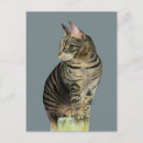 Suche nach tabby postkarten Natur