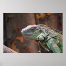 Suche nach reptilien poster Eidechse