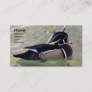 Suche nach drake visitenkarten Wasservögel