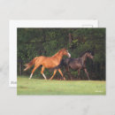 Suche nach oldenburg postkarten Rasse