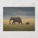 Suche nach afrikanischer elefant postkarten Tiere in freier wildbahn