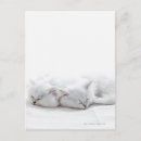 Suche nach babytiere postkarten Kleintiere