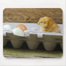 Suche nach küken mousepads Spaß