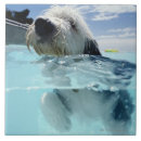 Suche nach pool fliesen Blau