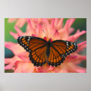 Suche nach ader poster Schmetterling