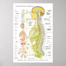 Suche nach anatomische poster Wirbelsäule