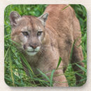 Suche nach puma untersetzer Berglöwe