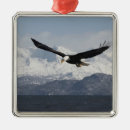Suche nach fliegender vogel ornamente Wildtiere