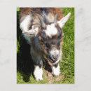 Suche nach niedliche ziege postkarten Tiere