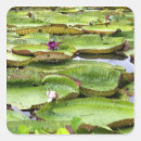 Suche nach amazonas aufkleber Fluss