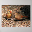 Suche nach cardinal poster Nature