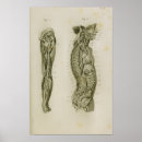 Suche nach human body poster Vintage