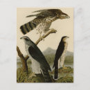 Suche nach amerikanischer vogel postkarten John james audubon