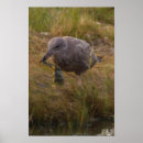 Suche nach gefangene poster Vögel