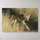 Suche nach tierphotographie poster Für alle