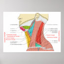 Suche nach anterior poster Diagramm
