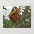 Suche nach squirrel postkarten Nut