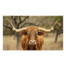 Suche nach kuh foto poster Stier